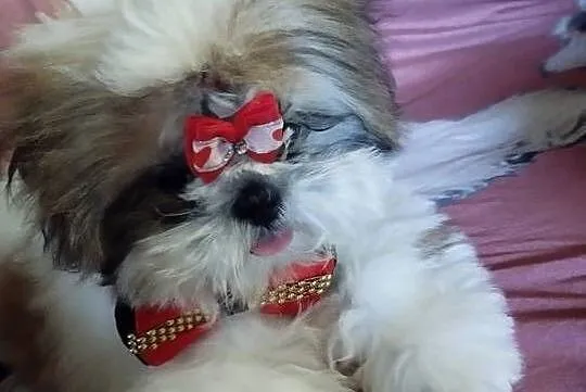 Suczka Shih Tzu