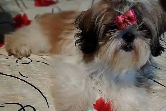 Suczka Shih Tzu, Pomorskie, Gdańsk