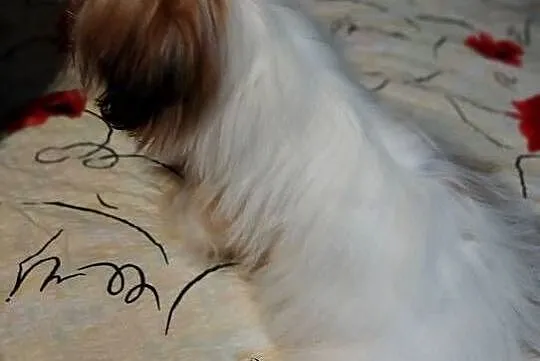 Suczka Shih Tzu, Pomorskie, Gdańsk