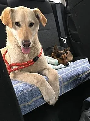 White, SZCZENIAK w typie LABRADORA, radosny, przyj