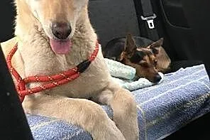 White, SZCZENIAK w typie LABRADORA, radosny, przyj