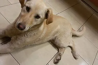 White, SZCZENIAK w typie LABRADORA, radosny, przyj