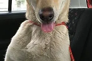 White, SZCZENIAK w typie LABRADORA, radosny, przyj