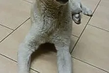 White, SZCZENIAK w typie LABRADORA, radosny, przyj