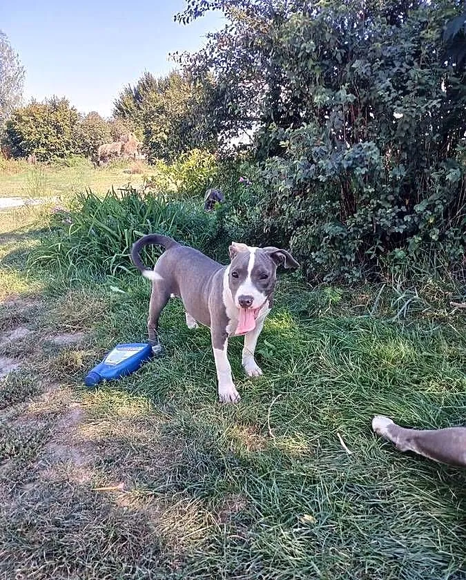 suczka Amstaff American Staffordshire Terrier blue z rodowodem, Lubelskie, Załawcze