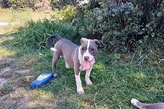 suczka Amstaff American Staffordshire Terrier blue z rodowodem, Lubelskie, Załawcze