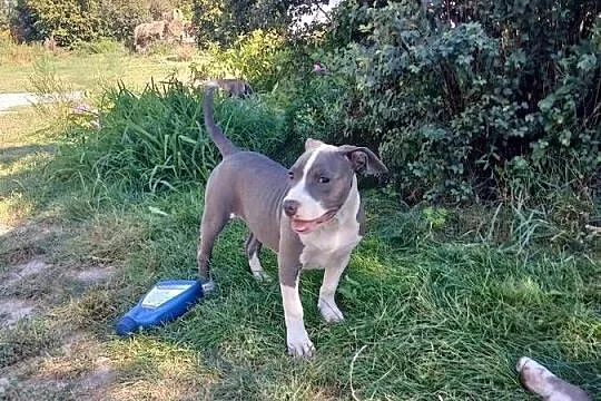 suczka Amstaff American Staffordshire Terrier blue z rodowodem, Lubelskie, Załawcze