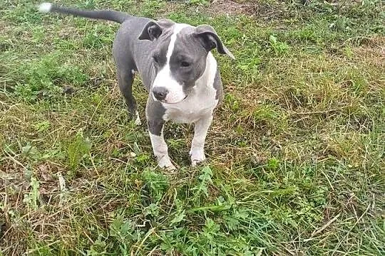 suczka Amstaff American Staffordshire Terrier blue z rodowodem, Lubelskie, Załawcze