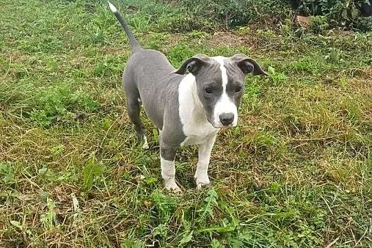 suczka Amstaff American Staffordshire Terrier blue z rodowodem, Lubelskie, Załawcze