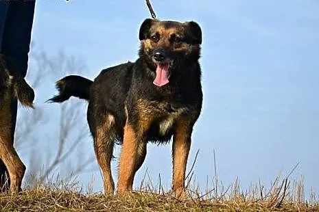 Buba wspaniała sunia marzy o kochającym i odpowiedzialnym domku,  Kundelki cała Polska
