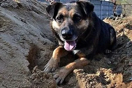 Buba wspaniała sunia marzy o kochającym i odpowied