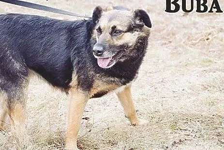 Buba wspaniała sunia marzy o kochającym i odpowied