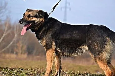 Buba wspaniała sunia marzy o kochającym i odpowied