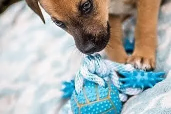 Ciekawski leniuszek ;) - szczeniak do adopcji,  mazowieckie Warszawa