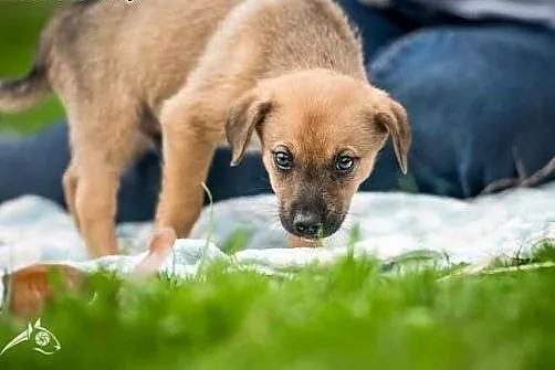 Ciekawski leniuszek ;) - szczeniak do adopcji,  ma
