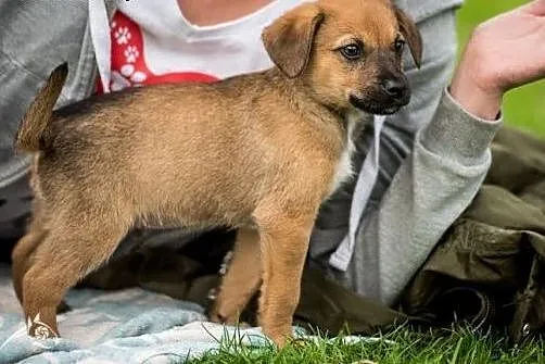 Ciekawski leniuszek ;) - szczeniak do adopcji,  ma