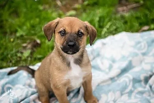 Ciekawski leniuszek ;) - szczeniak do adopcji,  ma