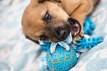 Ciekawski leniuszek ;) - szczeniak do adopcji,  ma