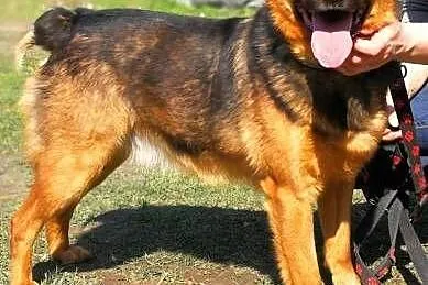MISIEK - fajny, 3-letni psiak uratowany z łańcucha; do adopcji,  łódzkie Łódź, Łódzkie, Łódź