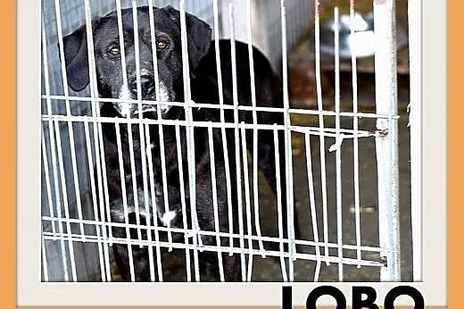 Smutny,starszy pies labrador mix,czarny LOBO źle z