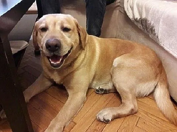 DŻEKUŚ - cudowny labrador szuka domu!