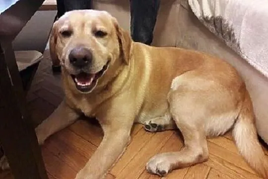 DŻEKUŚ - cudowny labrador szuka domu!