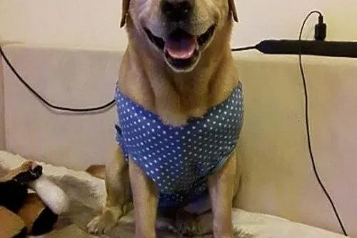 DŻEKUŚ - cudowny labrador szuka domu!