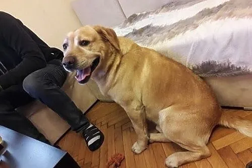 DŻEKUŚ - cudowny labrador szuka domu!