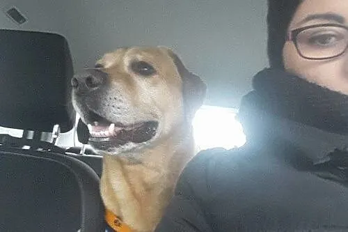 DŻEKUŚ - cudowny labrador szuka domu!