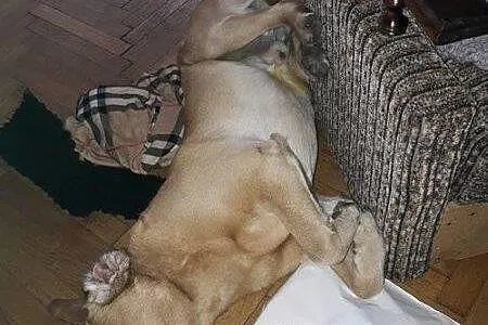 DŻEKUŚ - cudowny labrador szuka domu!