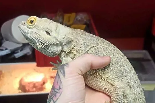 Agama Brodata Samiec Biały, Mazowieckie, Błonie