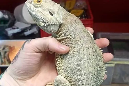 Agama Brodata Samiec Biały, Mazowieckie, Błonie