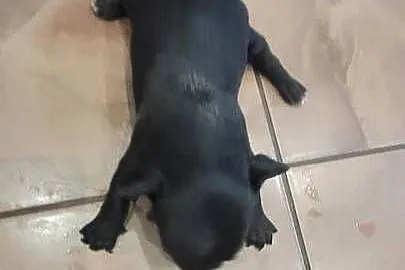 Chihuahua, Małopolskie, Wilkowisko
