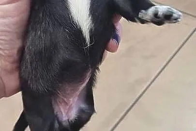 Chihuahua, Małopolskie, Wilkowisko