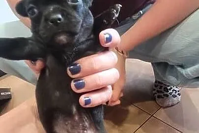 Chihuahua, Małopolskie, Wilkowisko