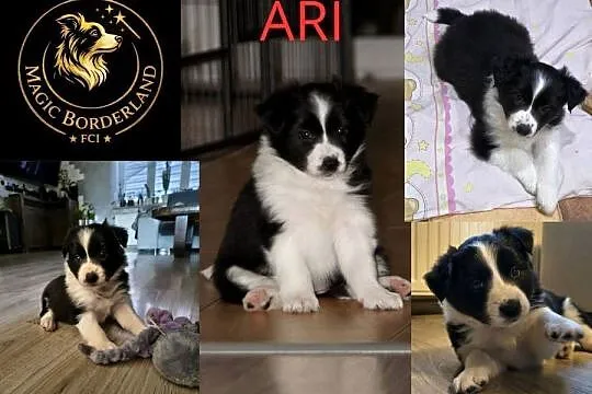 Szczeniaki Border Collie ZKwP FCI, Zachodniopomorskie, Pęczerzyno