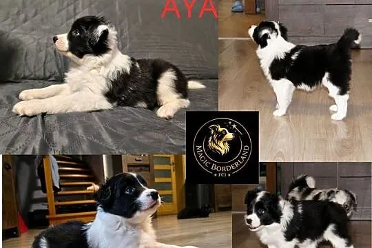 Szczeniaki Border Collie ZKwP FCI, Zachodniopomorskie, Pęczerzyno