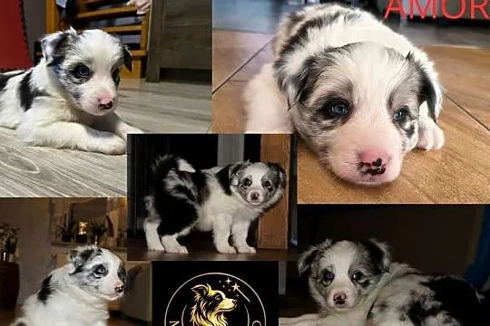 Szczeniaki Border Collie ZKwP FCI, Zachodniopomorskie, Pęczerzyno