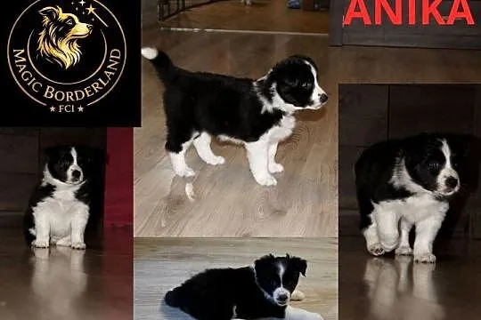 Szczeniaki Border Collie ZKwP FCI, Zachodniopomorskie, Pęczerzyno
