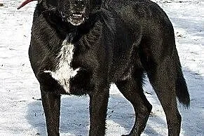 Karbon w typie labradora do adopcji