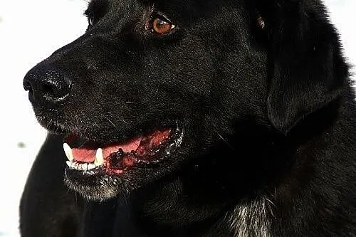 Karbon w typie labradora do adopcji