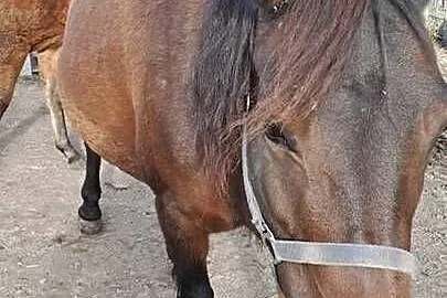 Klacz huculska 5lat, Świętokrzyskie, Koprzywnica