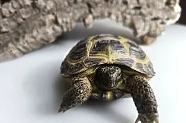 Żółw stepowy Testudo horsfieldii młode gady sklep terrarystyczny