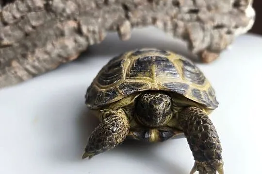 Żółw stepowy Testudo horsfieldii młode gady sklep terrarystyczny
