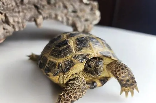 Żółw stepowy Testudo horsfieldii młode gady sklep terrarystyczny, Dolnośląskie, Wałbrzych