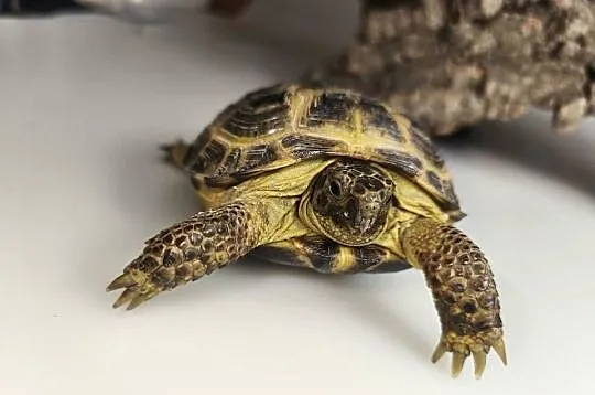 Żółw stepowy Testudo horsfieldii młode gady sklep terrarystyczny, Dolnośląskie, Wałbrzych