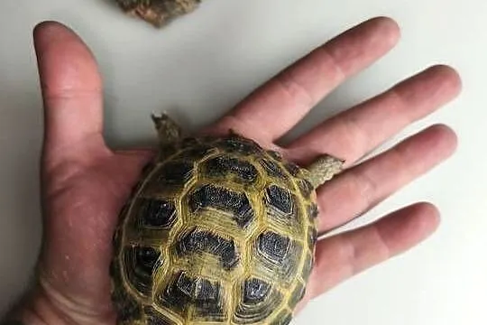 Żółw stepowy Testudo horsfieldii młode gady sklep terrarystyczny, Dolnośląskie, Wałbrzych