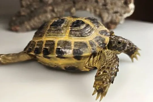 Żółw stepowy Testudo horsfieldii młode gady sklep terrarystyczny, Dolnośląskie, Wałbrzych