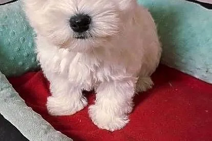 West Higchland White Terrier., Mazowieckie, Przysucha