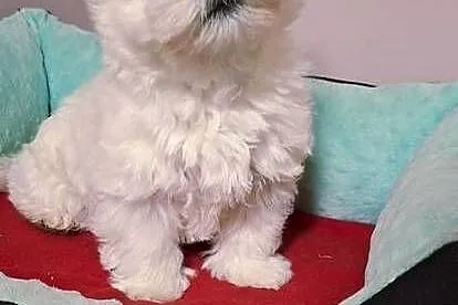 West Higchland White Terrier., Mazowieckie, Przysucha
